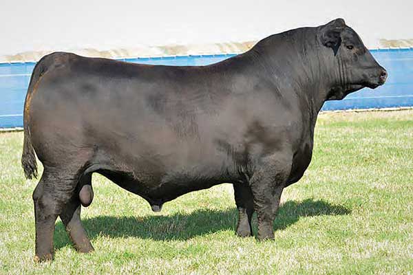 Penz Angus Ranch