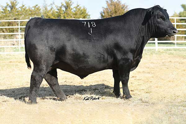 Penz Angus Ranch